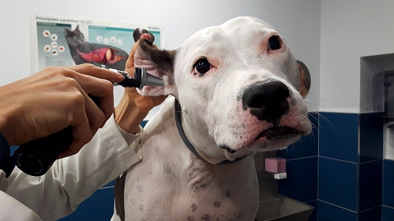 Pack Regalo Navidad Mascota. Reconocimiento